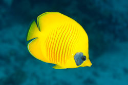 BD-131207-Marsa-Alam-0850-Chaetodon-semilarvatus.-Cuvier.-1831-[Bluecheek-butterflyfish.-Rödahavsfjärilsfisk].jpg